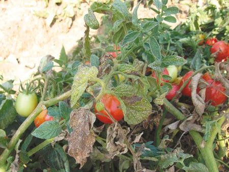 ragnetto rosso su pomodoro