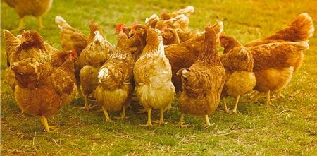 galline