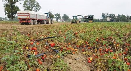 pomodoro
