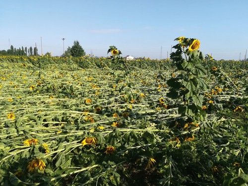 girasoli Allettati